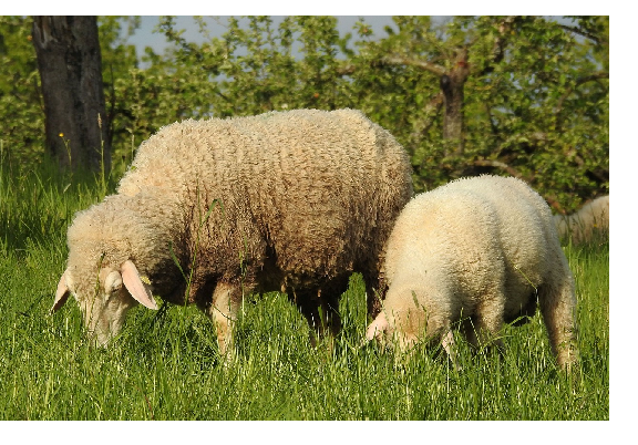 Wool Marketing Scheme