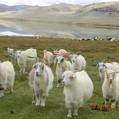 Pashmina Goats in Changthang area of Leh district